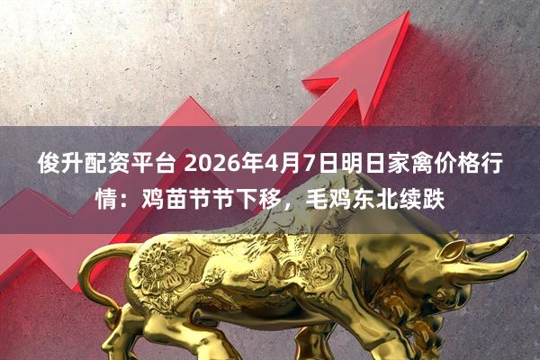 俊升配资平台 2026年4月7日明日家禽价格行情：鸡苗节节下移，毛鸡东北续跌
